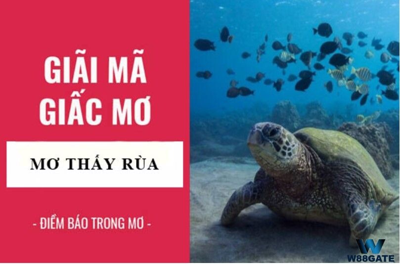 Giải mã ý nghĩa giấc mơ thấy rùa chính xác nhất