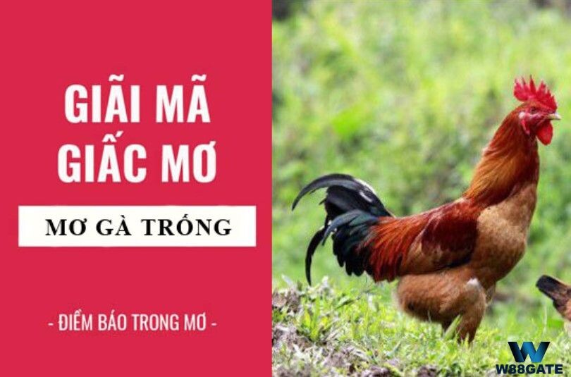 Ngủ mơ thấy gà trống